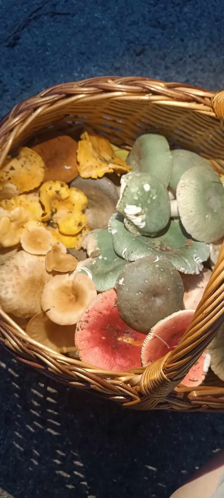 Gombászat - Esztergom