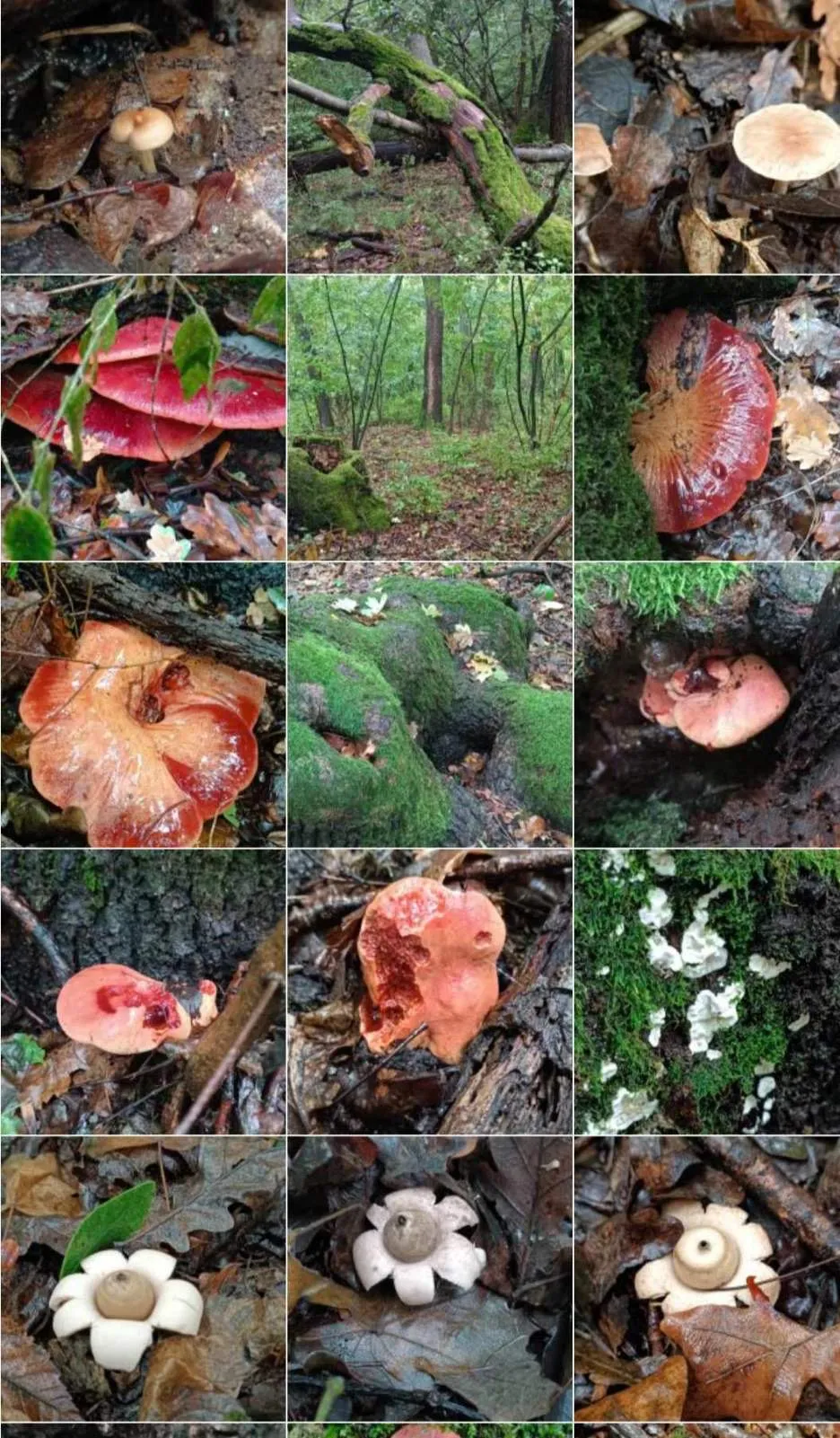 Gombászat - Esztergom