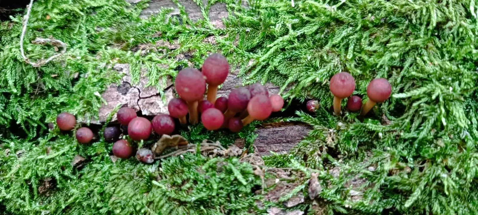 Gombászat - Esztergom