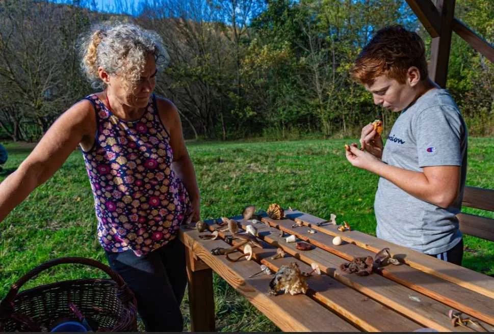 Gombászat - Esztergom