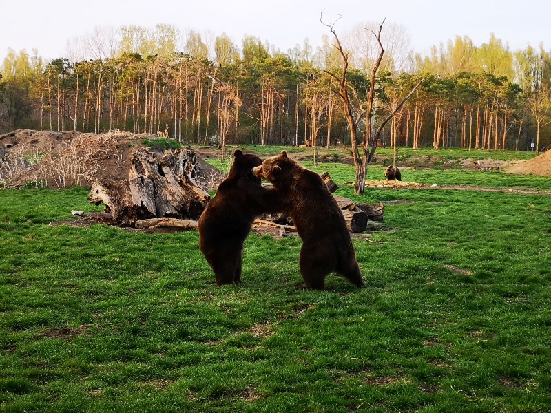 Medveotthon - Veresegyház