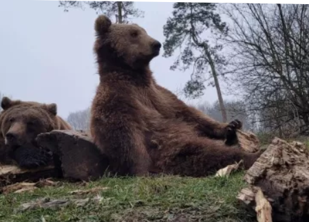 Medveotthon - Veresegyház