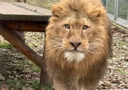 Medveotthon - Veresegyház