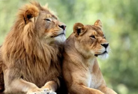 Medveotthon - Veresegyház