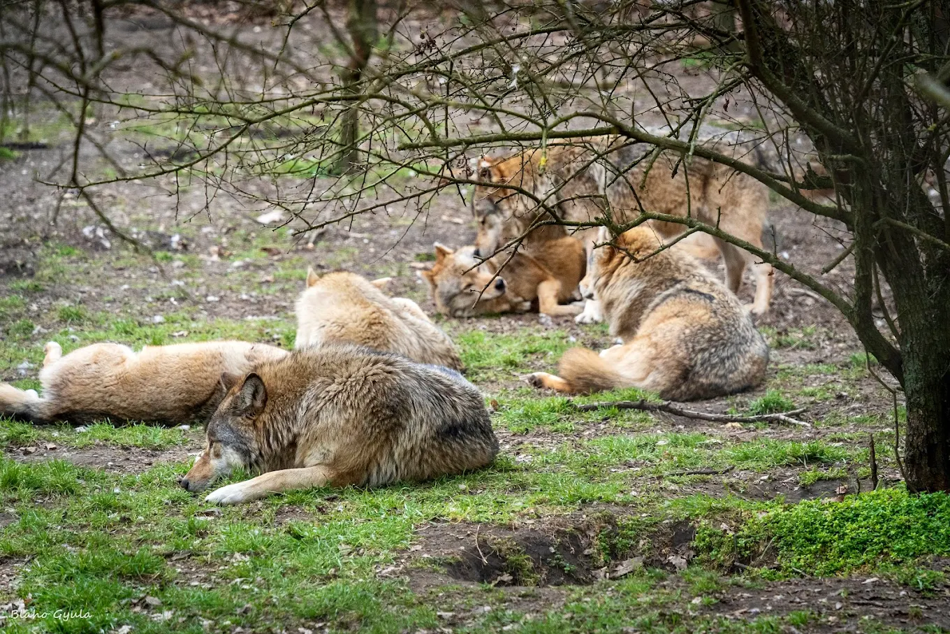 Medveotthon - Veresegyház